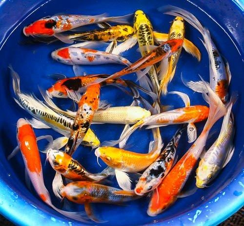 Koi fish outlet price