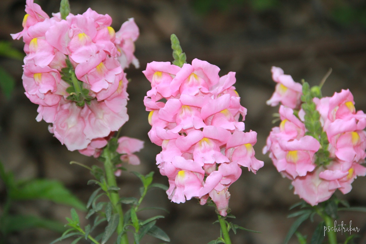 flowers-found-in-nepal